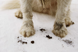 Pet Stain Treatments